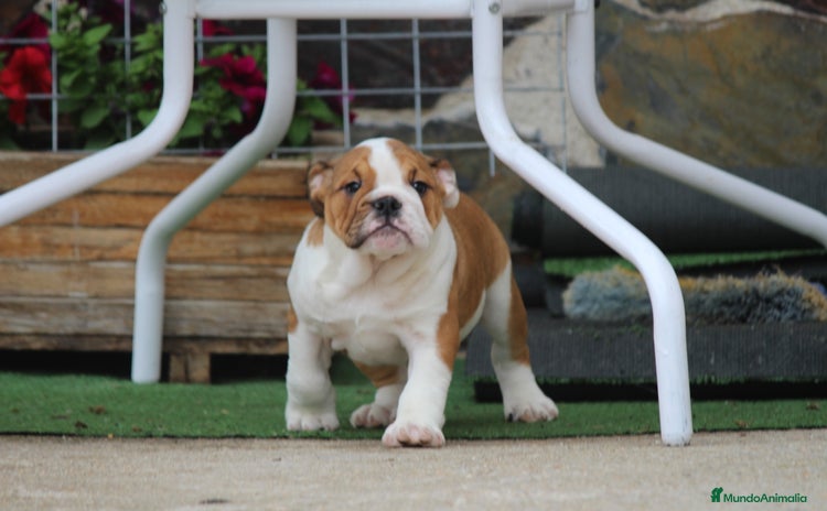 Bulldog Inglés perros - Anuncio 2
