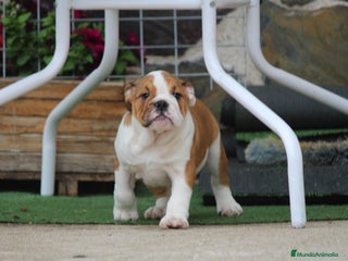 Bulldog Inglés perros - Anuncio 1