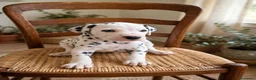 Dálmata perros en venta: Camada Dálmata Selección - Macho y Hembras - Anuncio 2