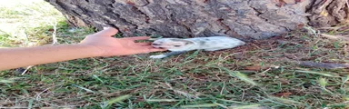 Chihuahua Cachorro 1