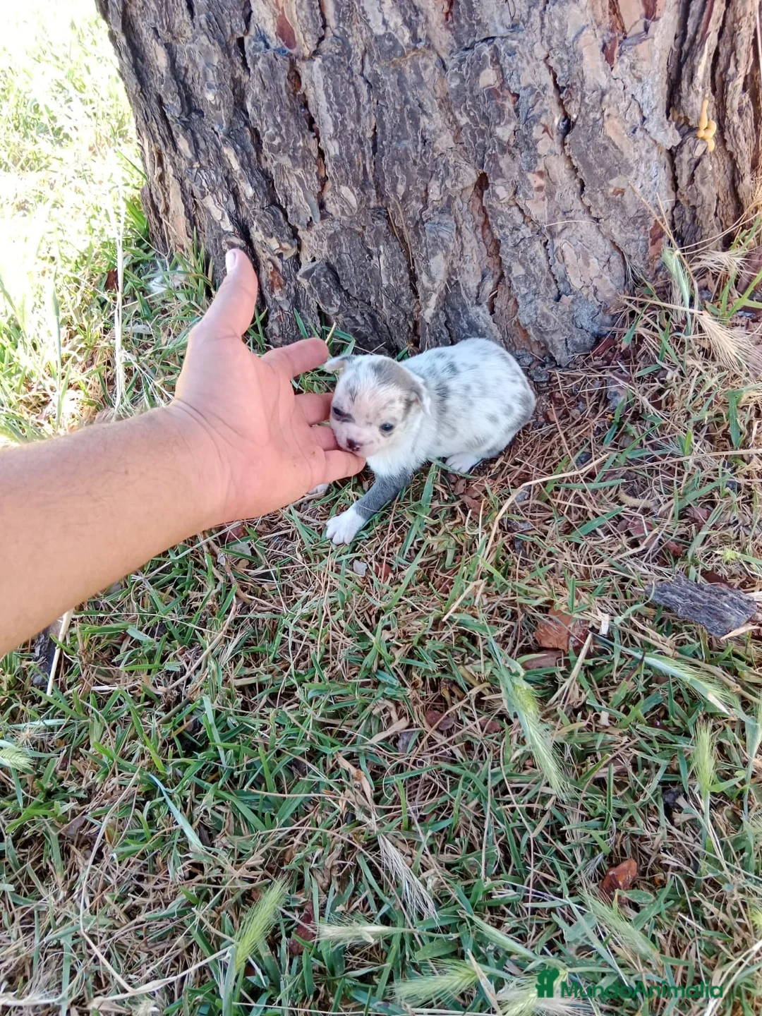 Chihuahua perros en venta: Chihuhuas machos - Anuncio 2