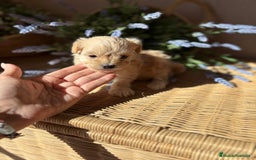 Maltipoo perros en venta: Maltipoo Hambra disponible !!! - Imagen 2