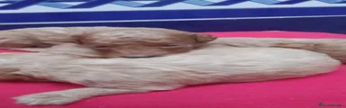 Caniche Toy Cachorro 2
