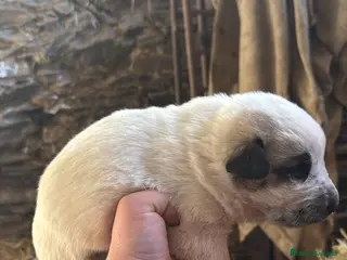 Mastín Español perros Camada de mastín disponibles para reservar en Alicante - Anuncio 2