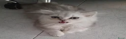 Persa gatos en venta: Persa chinchilla  - Anuncio 8