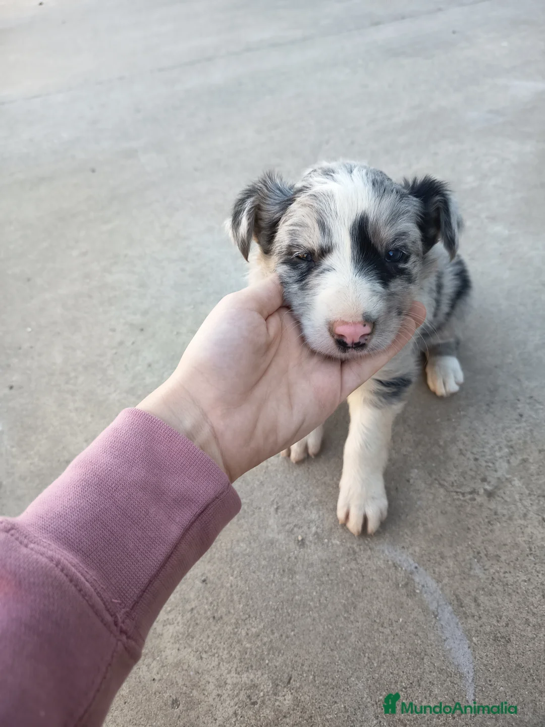 Border Collie perros en venta: BORDER COLLIE - Anuncio 1