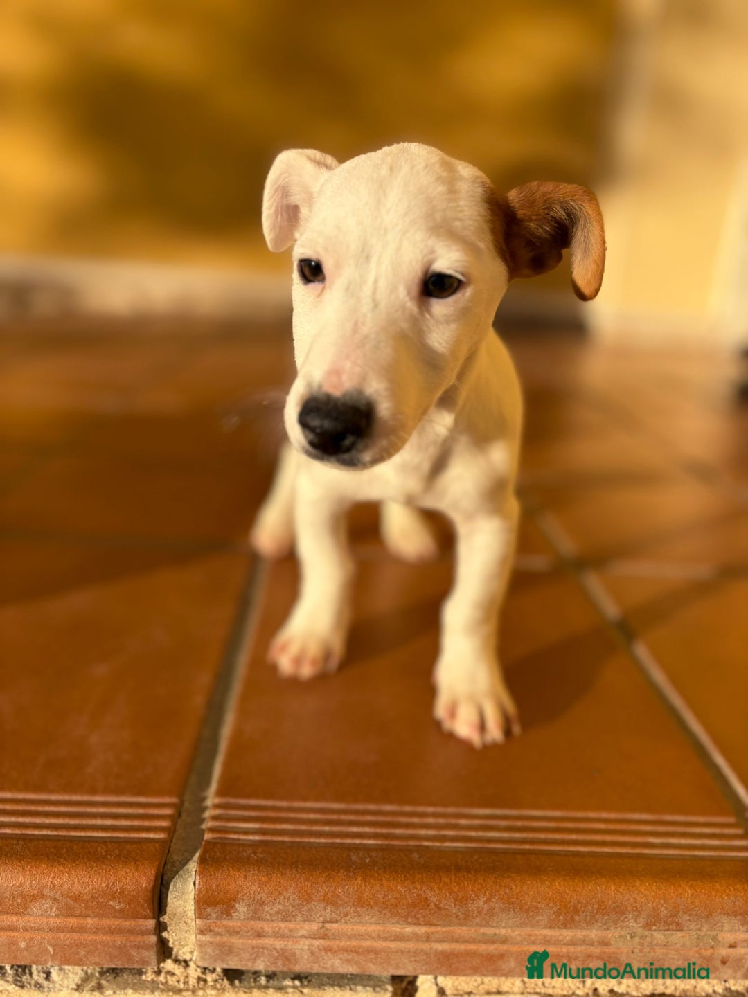 Jack Russell Terrier perros en venta: Cachorros de Jack russell  - Anuncio 2