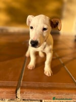 Jack Russell Terrier perros Cachorros de Jack russell - Anuncio 5