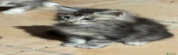Maine Coon gatos en venta: Preciosa camada de cachorros Maine coon  - Anuncio 5