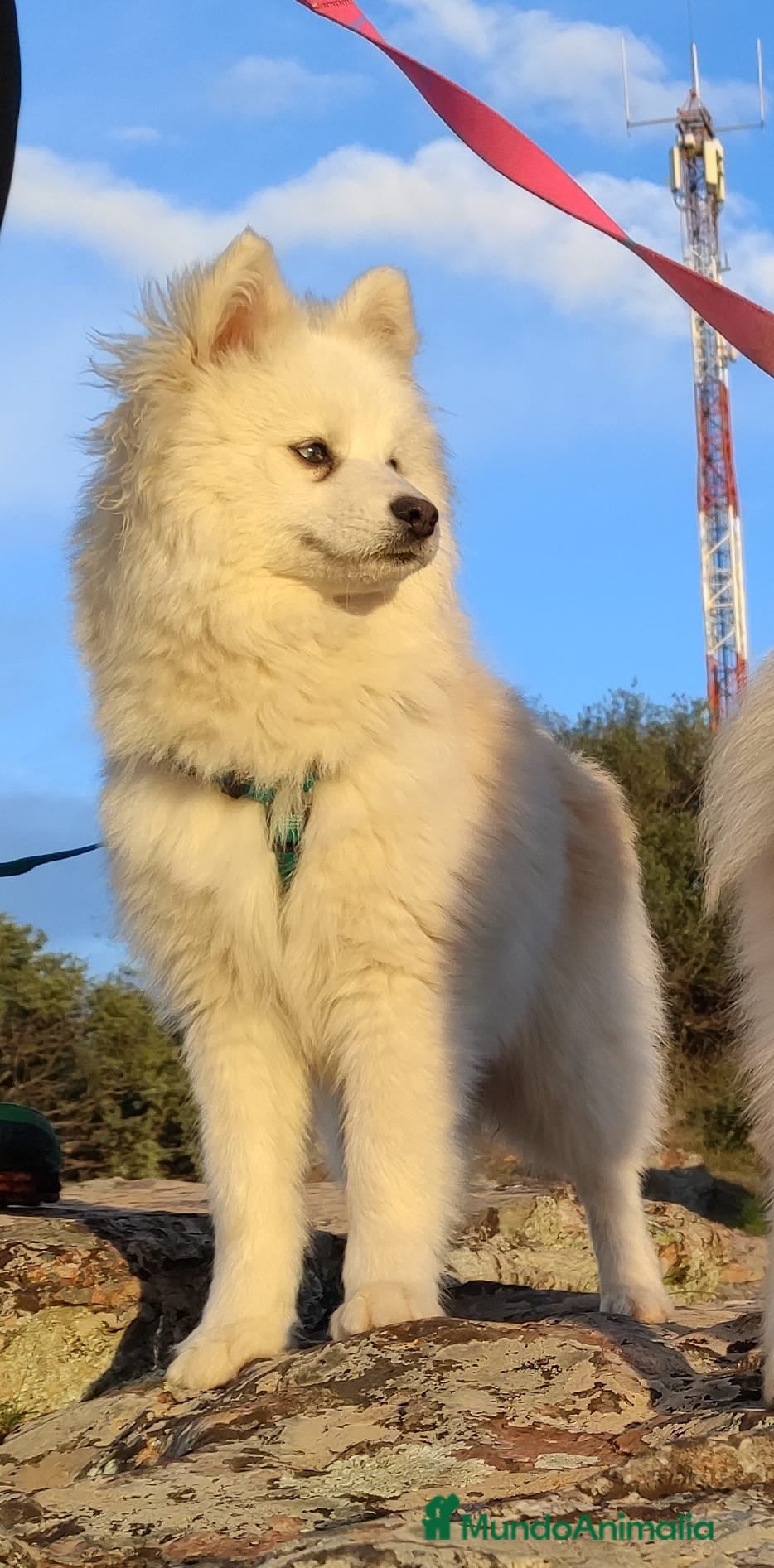 Sol