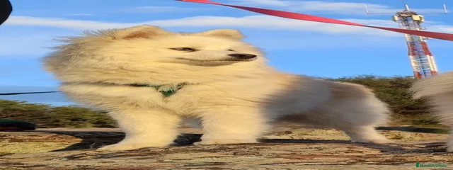 Sol