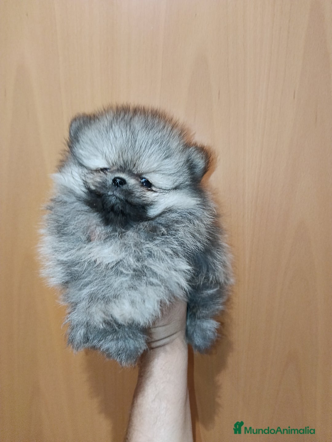 Pomerania perros en venta: Pomerania de Lulú - Anuncio 1