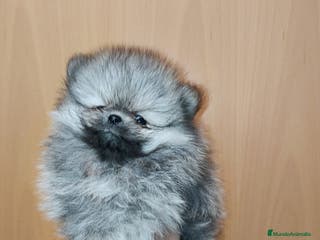 Pomerania perros Pomerania de Lulú - Anuncio 29