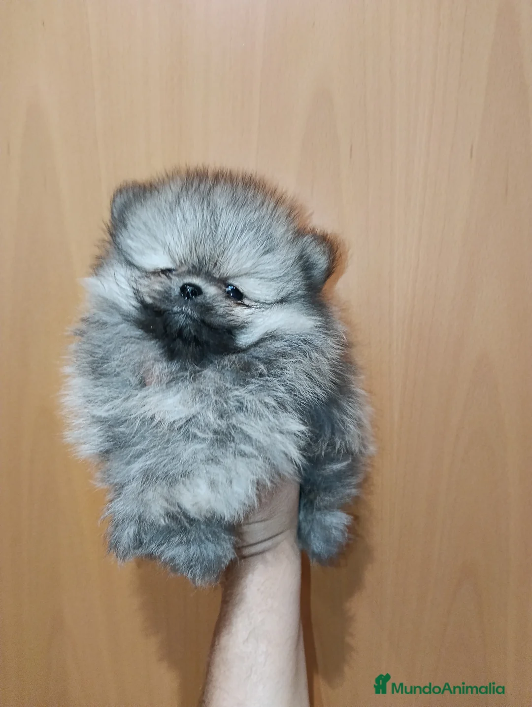 Pomerania perros en venta: Pomerania de Lulú - Anuncio 1