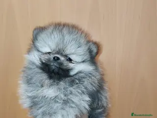 Pomerania perros Pomerania de Lulú - Anuncio 24
