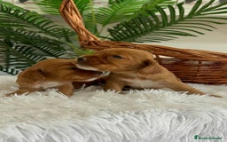 Cocker Spaniel Inglés perros en venta: COCKER SPANIEL INGLES - Imagen 3