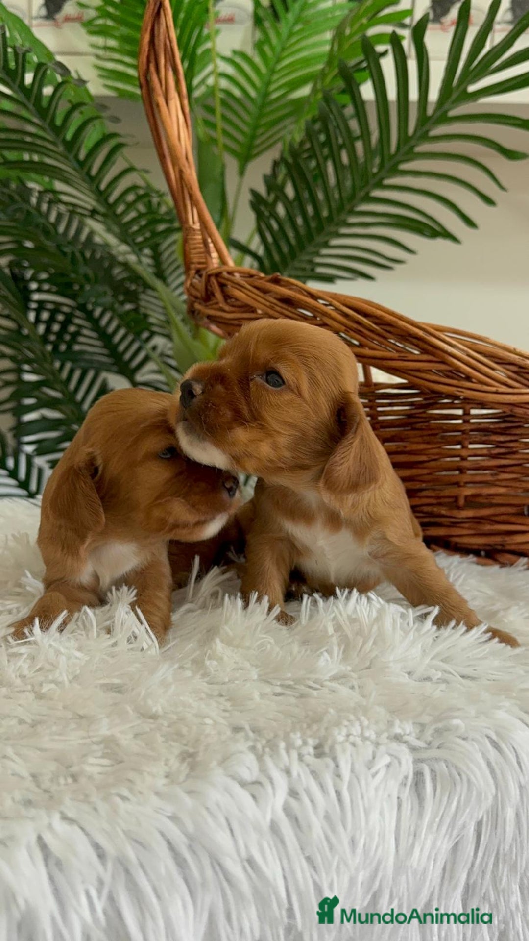 Cocker Spaniel Inglés perros en venta: COCKER SPANIEL INGLES - Imagen 3