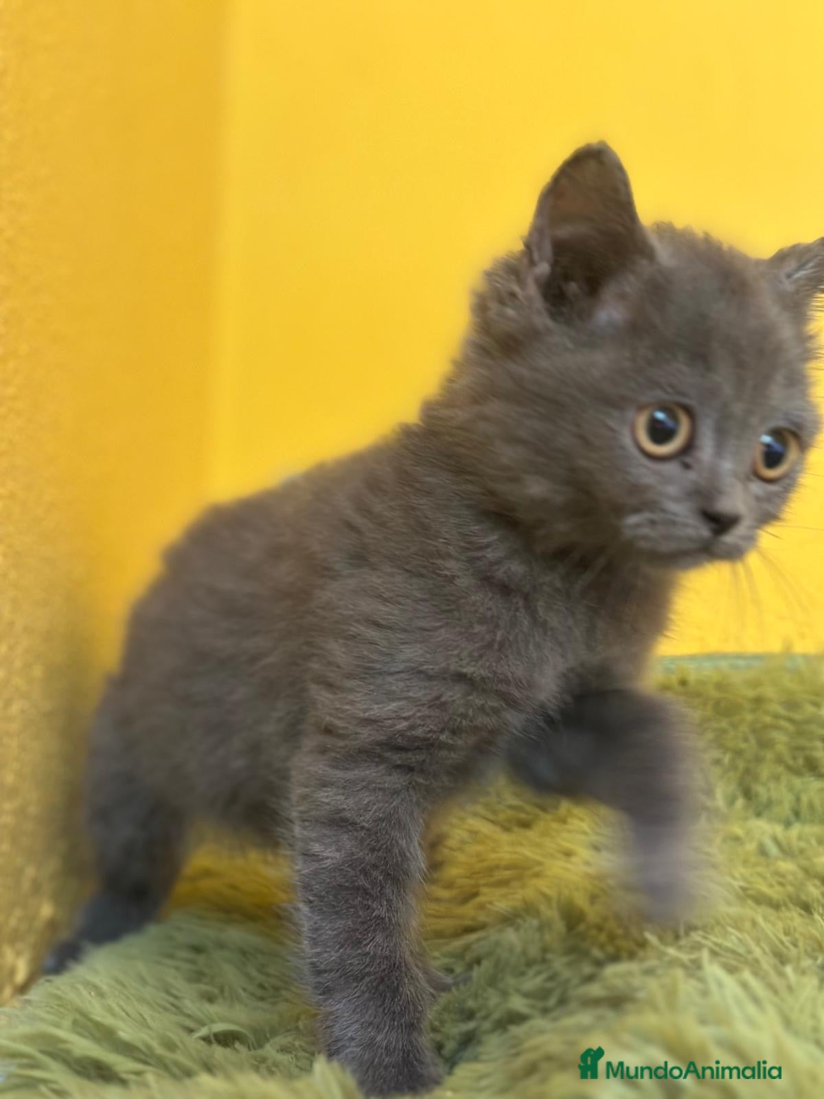 Británico de Pelo Corto Azul gatos British Shorthair  - Anuncio 9