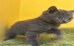 Británico de Pelo Corto Azul gatos en venta: British Shorthair  - Imagen 1