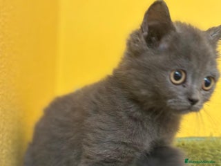 Británico de Pelo Corto Azul gatos - Anuncio 5