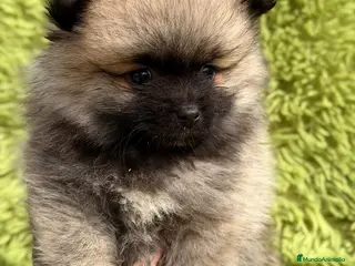 Pomerania perros POMERANIA SABLE MACHO - Anuncio 3