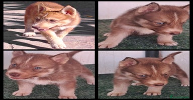 Husky Siberiano perros - Anuncio 6