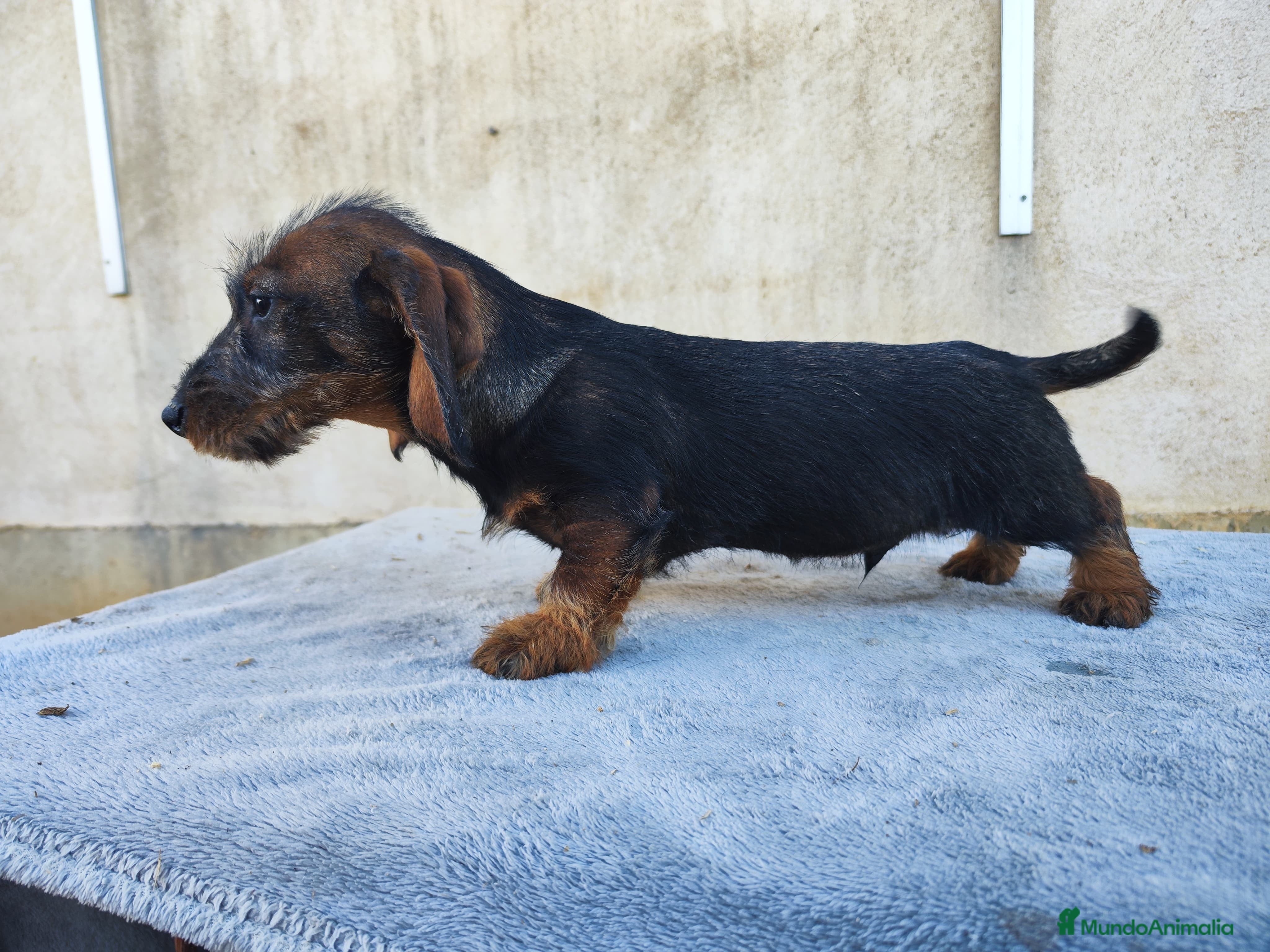 Teckel perros Teckel de pelo duro standar - Anuncio 1