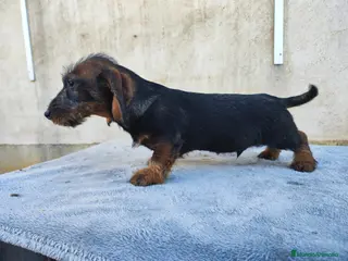 Teckel perros Teckel de pelo duro standar - Anuncio 1