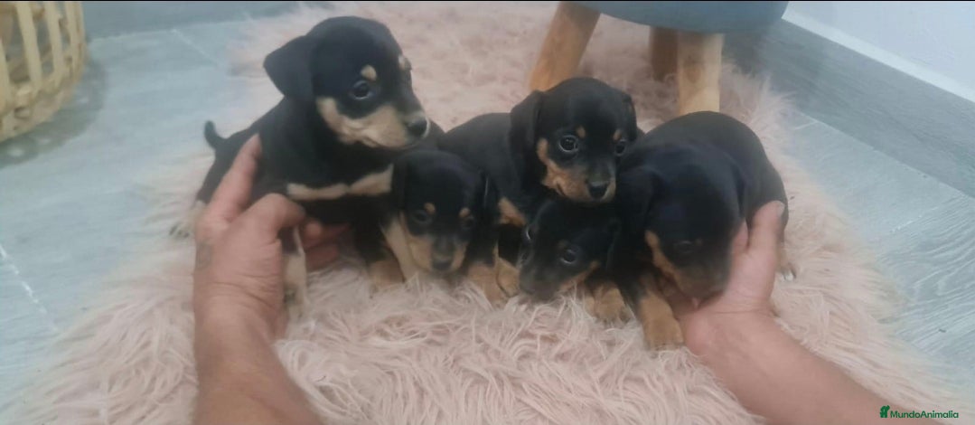 Pinscher Miniatura perros Mini pincher, minis, minis, máxima calidad - Anuncio 2