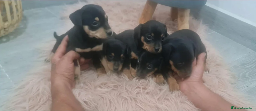 Pinscher Miniatura perros en venta: Mini pincher, minis, minis, máxima calidad - Anuncio 1