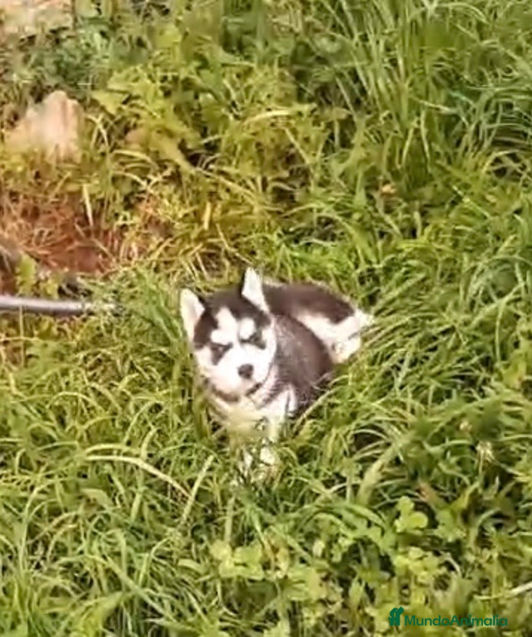 Husky Siberiano perros en venta: Cachorros de husky siberiano ojos azules  - Anuncio 1