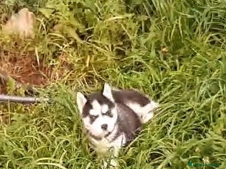 Husky Siberiano perros Cachorros de husky siberiano ojos azules - Anuncio 6