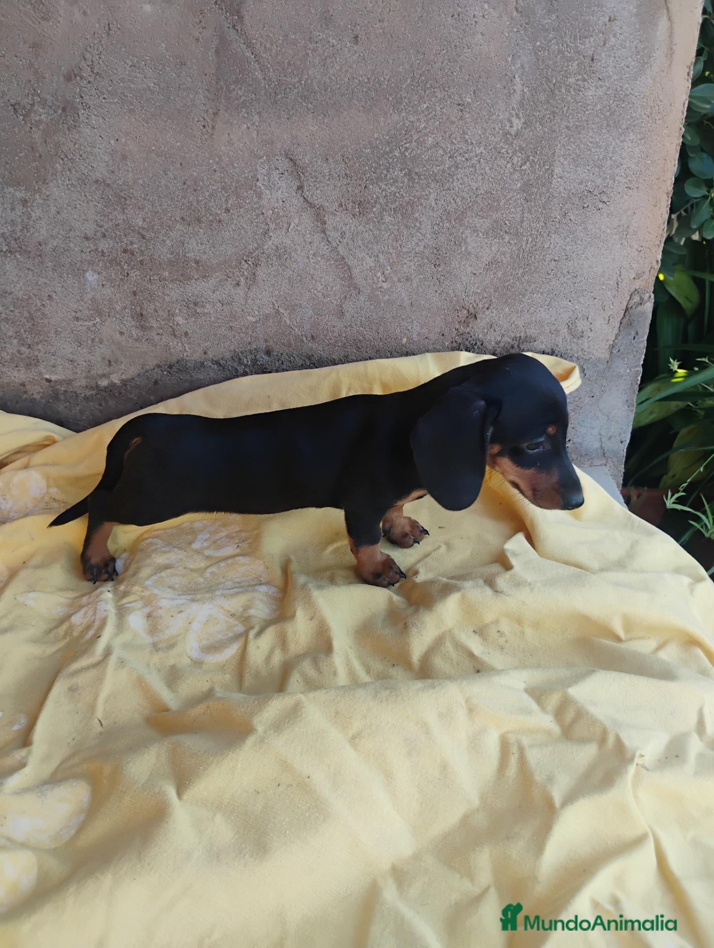 Teckel perros Cachorra teckel miniatura  - Anuncio 2