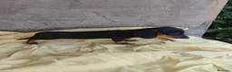 Teckel perros en venta: Cachorra teckel miniatura  - Anuncio 1