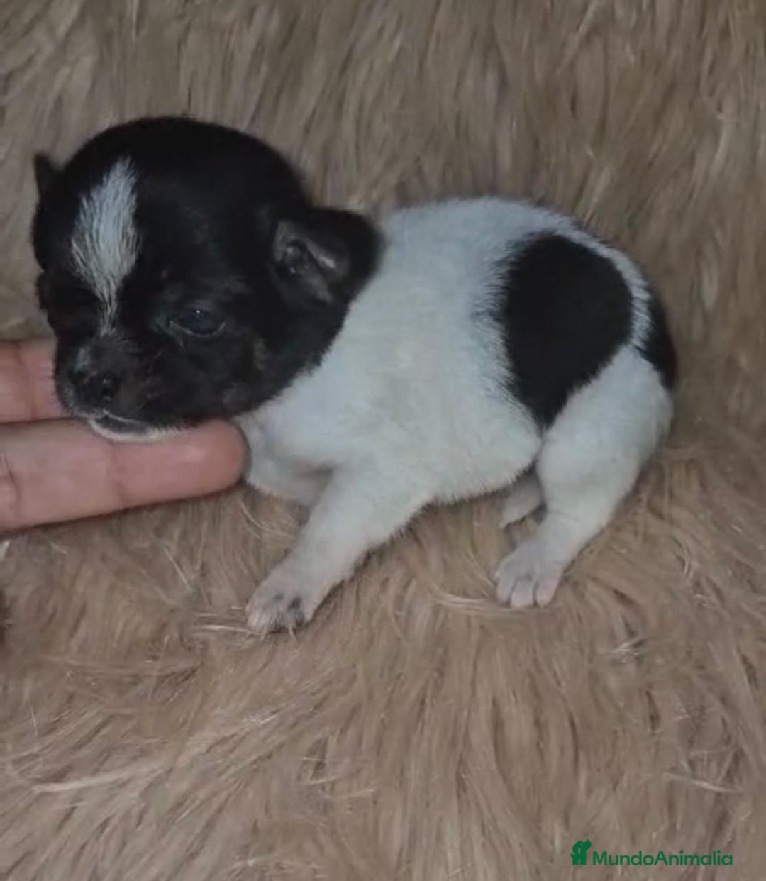 Chihuahua perros en venta: Chihuahua mini-toy ruso - Imagen 16