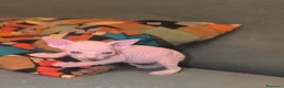 Sphynx gatos en venta: Macho y hembra de sphynx - Anuncio 5