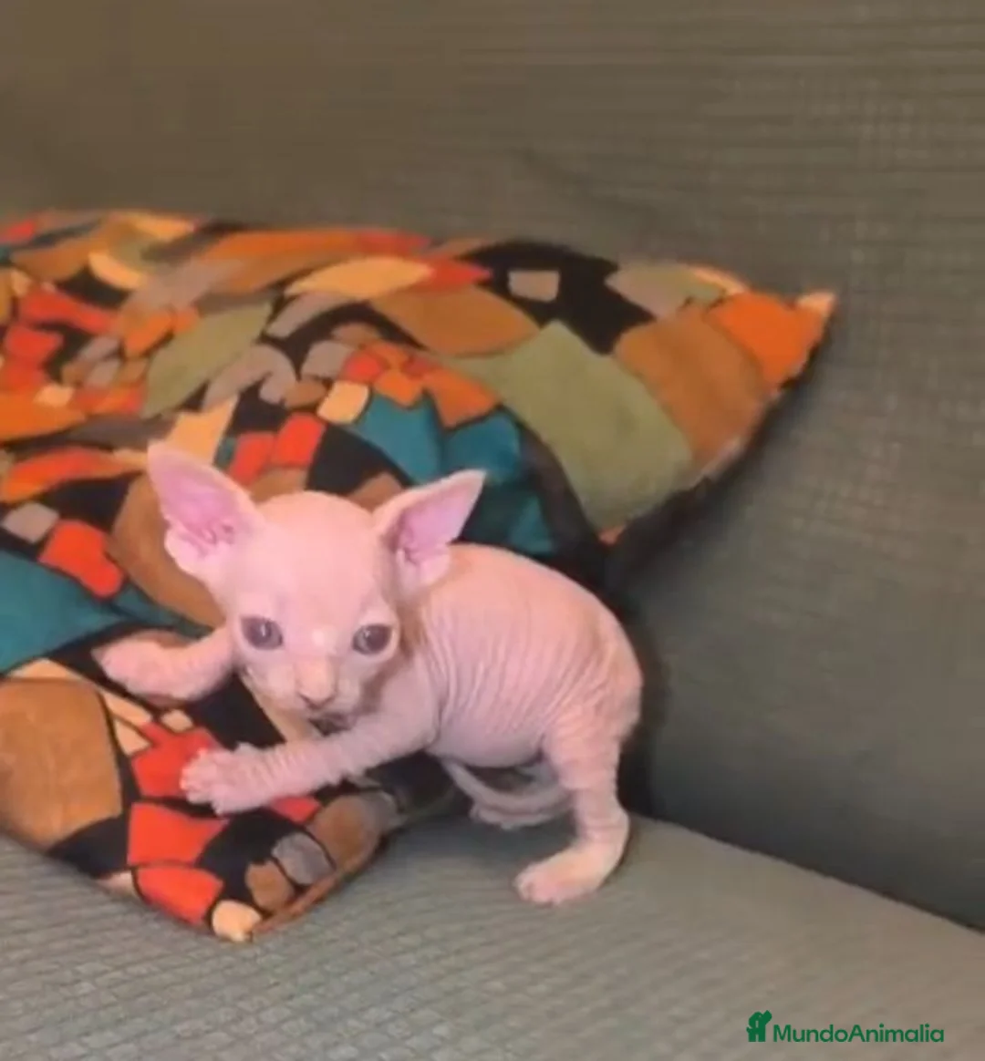 Sphynx gatos en venta: Macho y hembra de sphynx - Anuncio 5