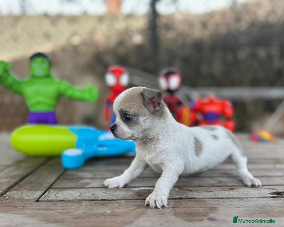 Chihuahua perros en venta: Chihuahua Mini ojos azules  - Imagen 5