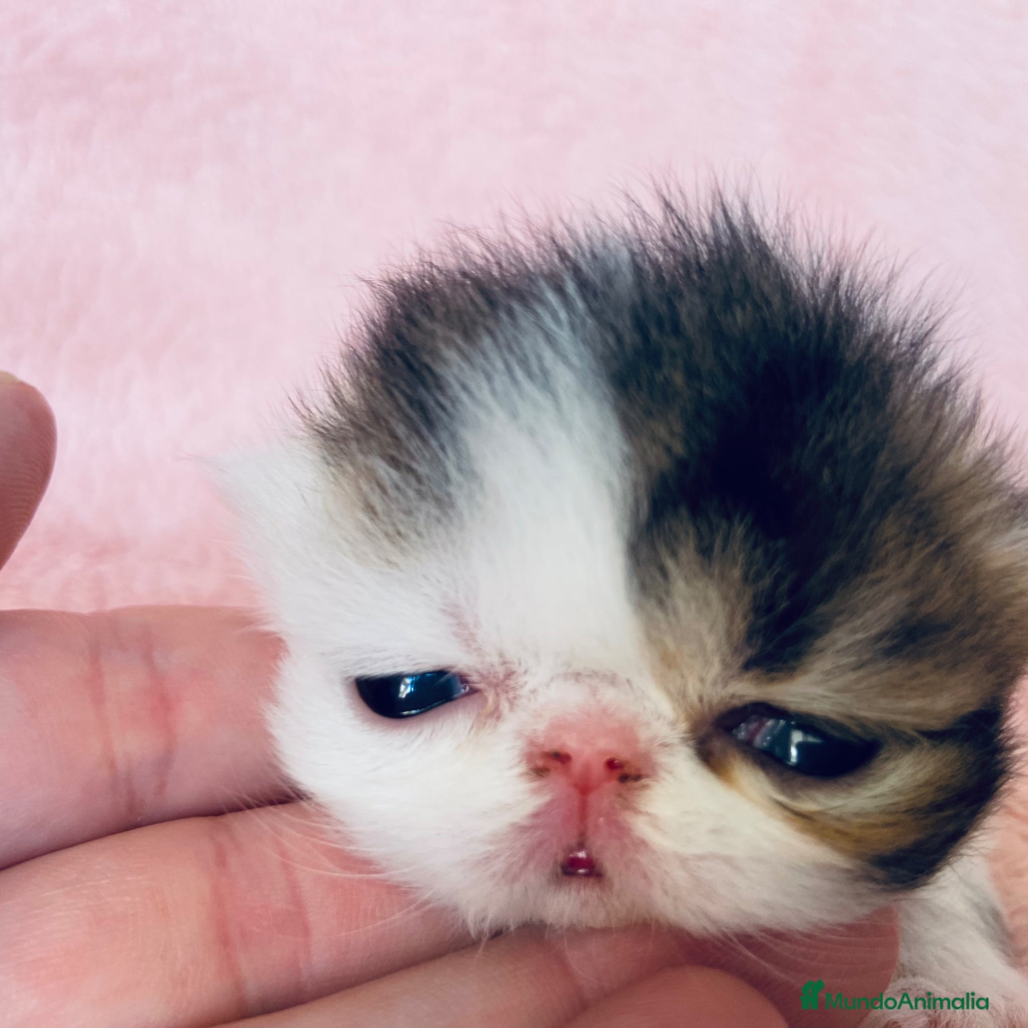 Exótico de Pelo Corto gatos 🐾 Bebés Persas y Exóticos en Casa Belich 🐾 - Anuncio 36