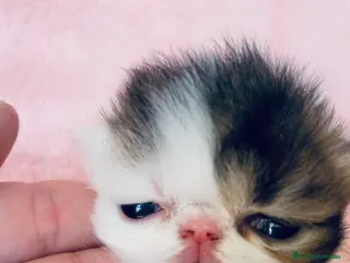 Exótico de Pelo Corto gatos 🐾 Bebés Persas y Exóticos en Casa Belich 🐾 - Anuncio 36