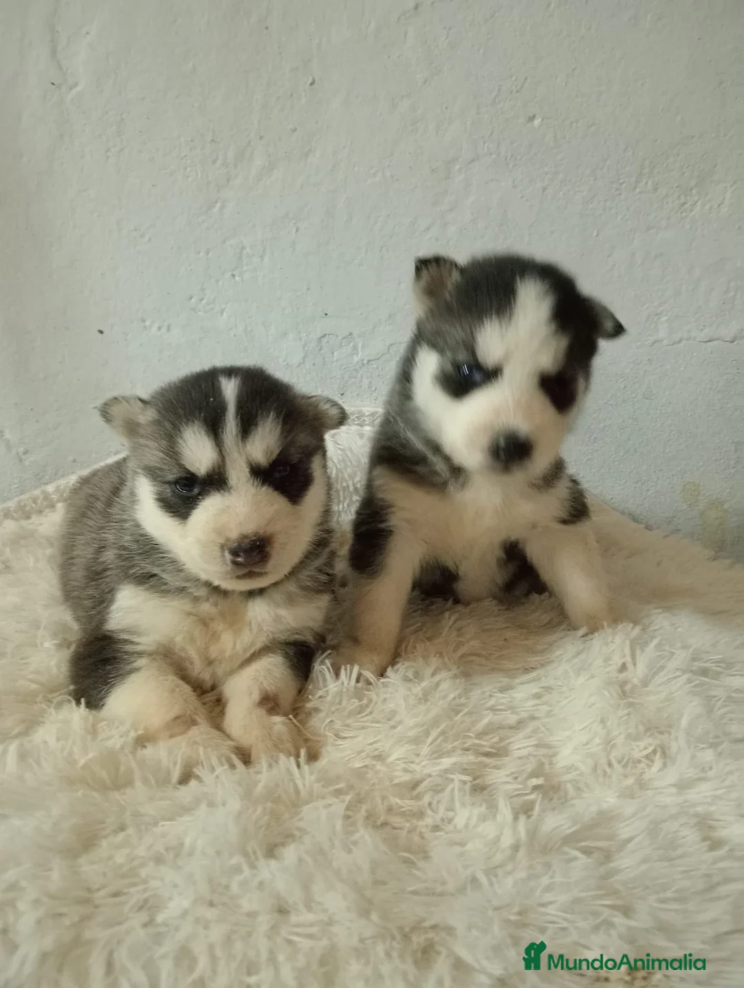 Husky Siberiano perros en venta: Husky siberiano  - Anuncio 5