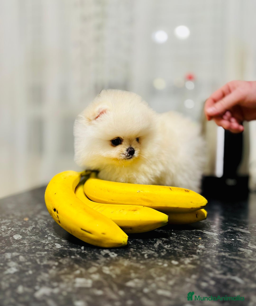 Pomerania perros en venta: Pomerania coreana  - Anuncio 4