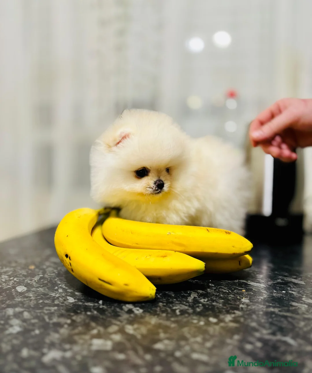 Pomerania perros en venta: Pomerania coreana  - Anuncio 4