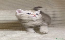 Scottish Straight gatos en venta: Estupendo scottish straight - Anuncio 2