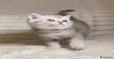 Scottish Straight gatos Estupendo scottish straight - Anuncio 2