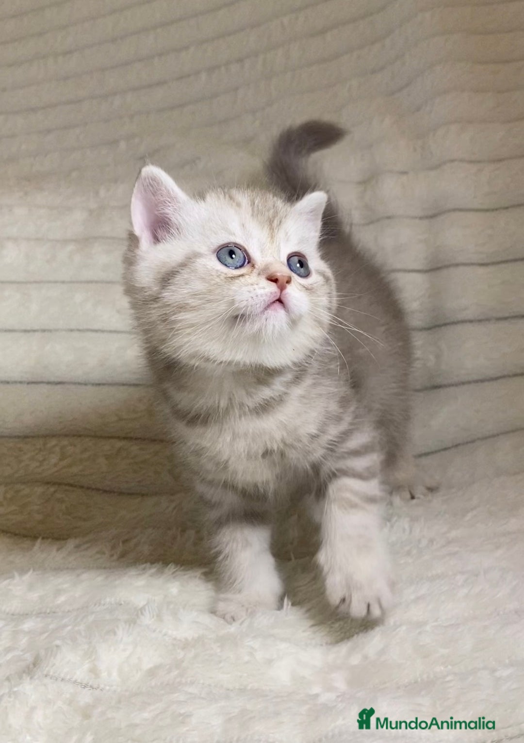 Scottish Straight gatos en venta: Estupendo scottish straight - Anuncio 2