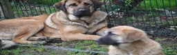Mastín Español perros en venta: Cachorra de Mastin Español Ganadero - Anuncio 2