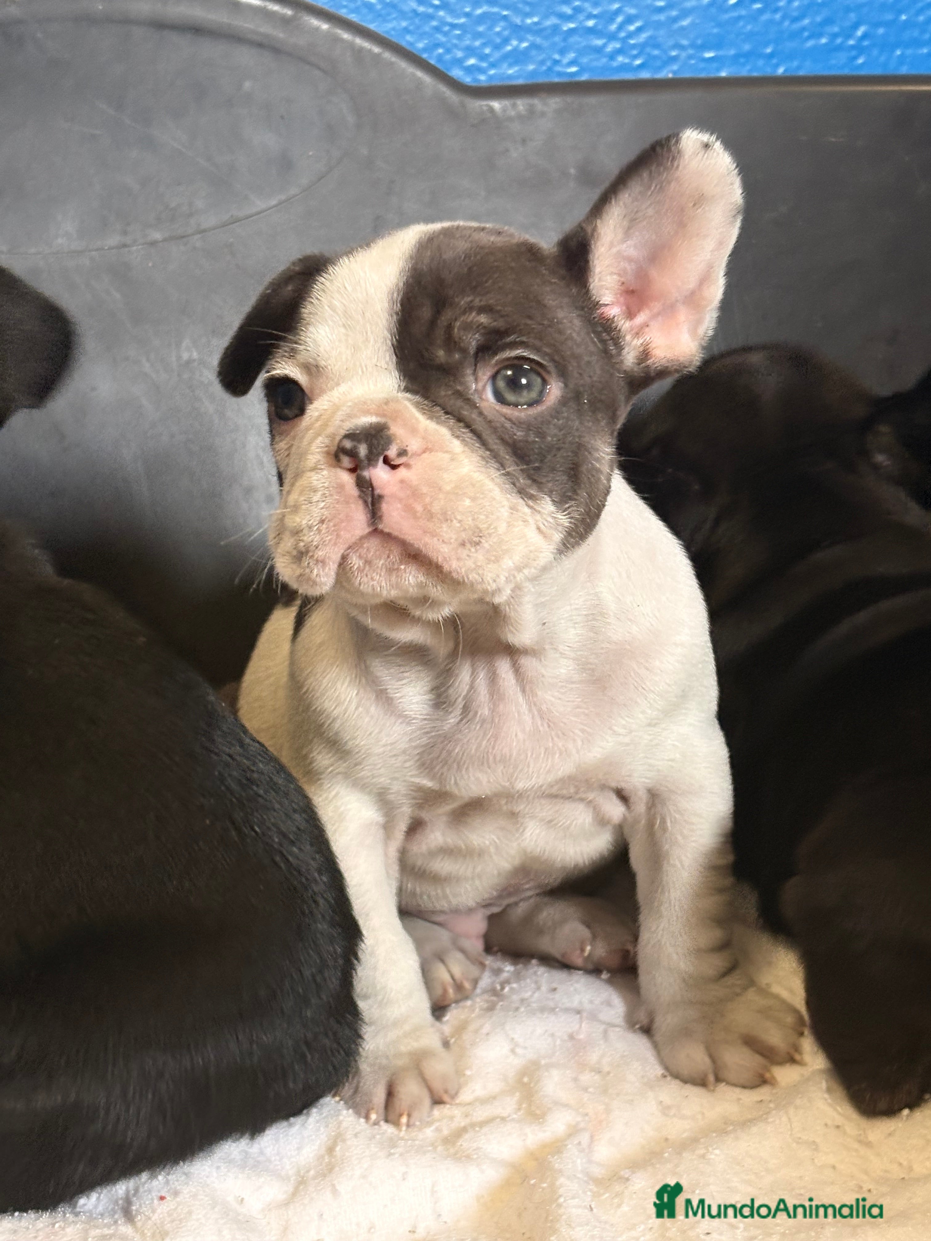 Bulldog Francés perros Bulldog francés  - Anuncio 2