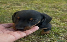 Teckel Miniatura perros en venta: TECKEL CHOCOLATE MINI - Imagen 7
