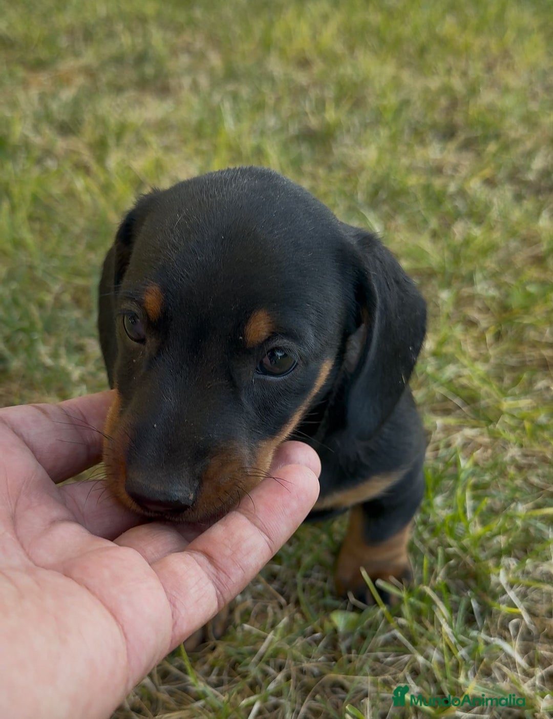 Teckel Miniatura perros en venta: TECKEL CHOCOLATE MINI - Imagen 7